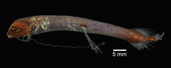 Media type: image; Ichthyology 103716